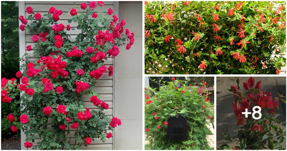 12 Beautiful Trailing Plants That Display Red Blooms