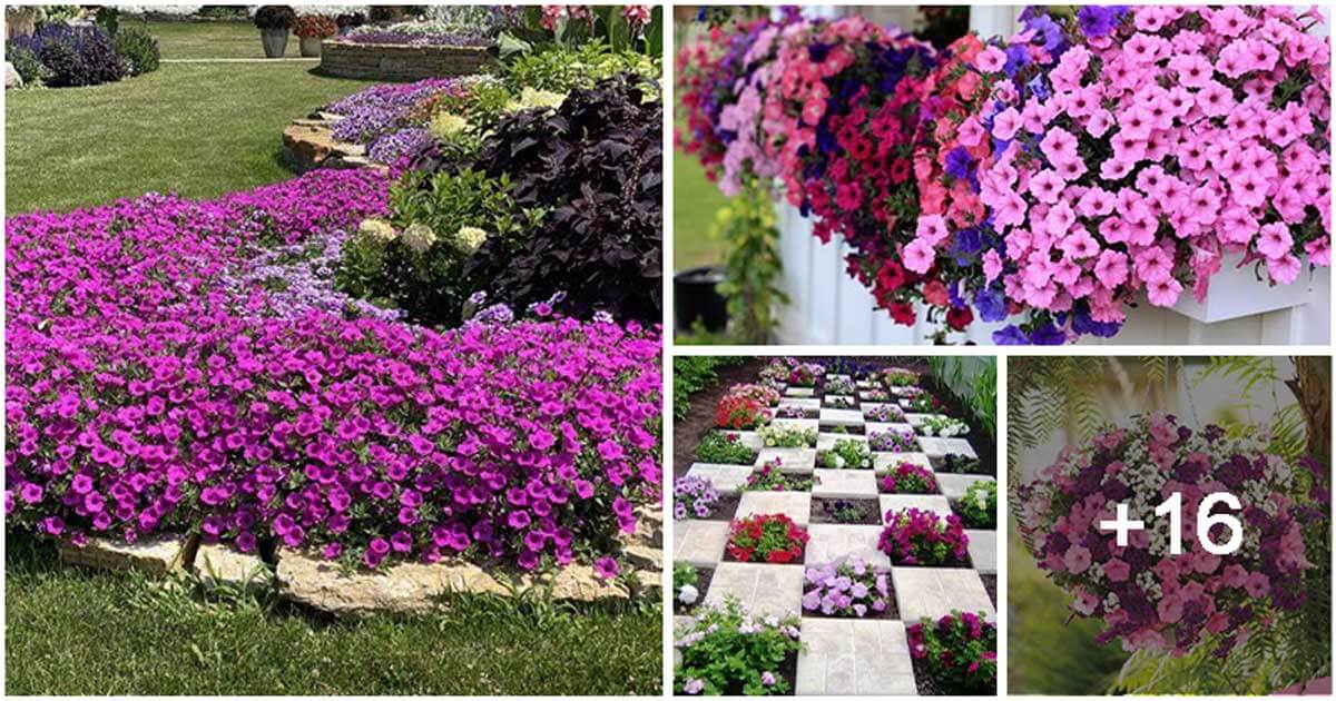 20 Brilliant Things That Help You Enjoy The Natural Beauty Of Petunias