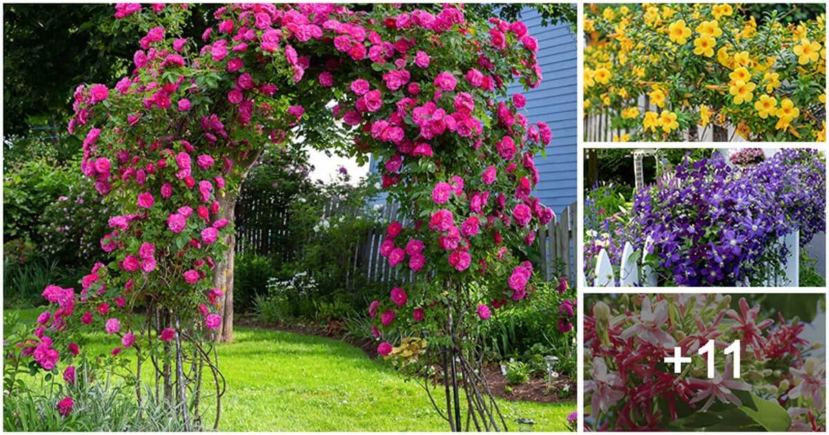 15 Beautiful Flowering Vines for Garden Gates