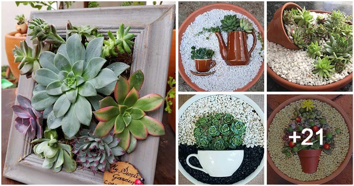 26 Creative Laying Succulent Arrangement Ideas