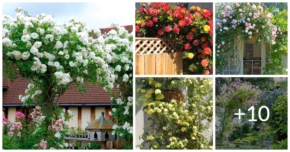 Best 15 Climbing Rose Flowers On Trellis Ideas