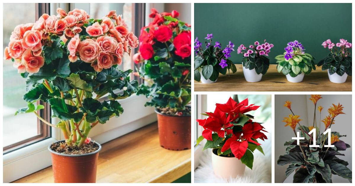 15 Flowering Houseplants That Are Happy With Low Light