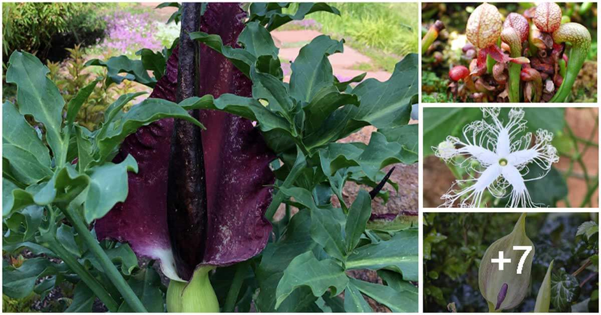 11 'Ugly' Flowers to Add Whimsy and Interest to Your Garden