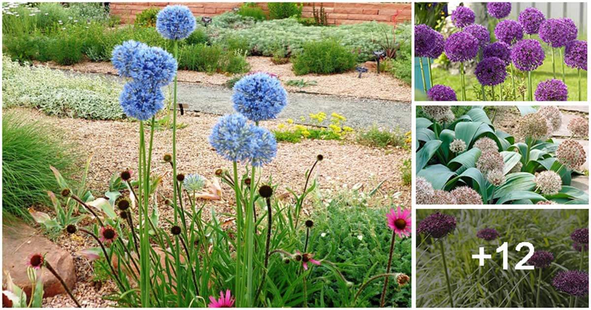 16 Best Allium Varieties to Enhance Your Garden Look