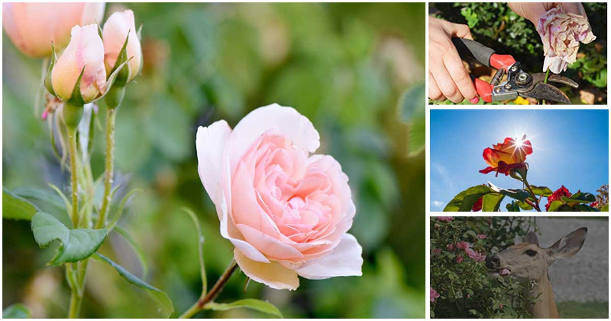 8 Common Mistakes When Growing Rose That Beginners Should Know