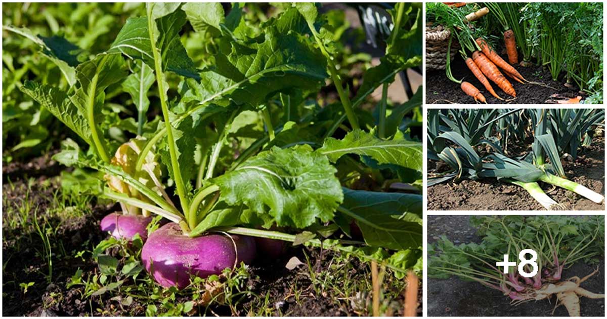 13 Root Vegetables That Have Edible Greens