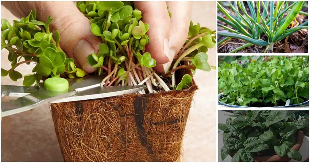 Fast-growing Vegetables That Just Take 15 Days to Harvest