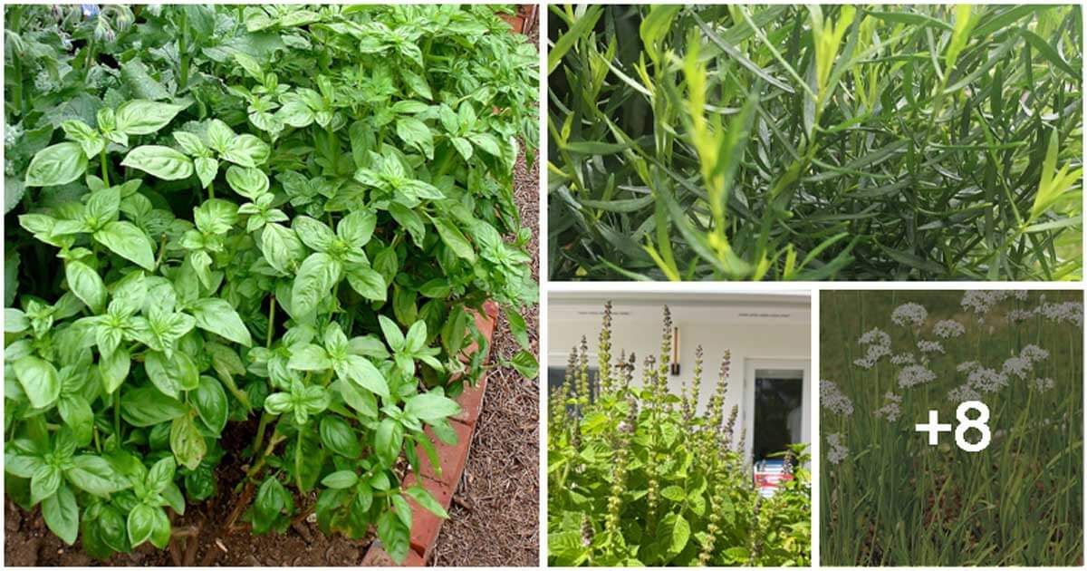 12 Heat-Loving Herbs for a Sunny Garden