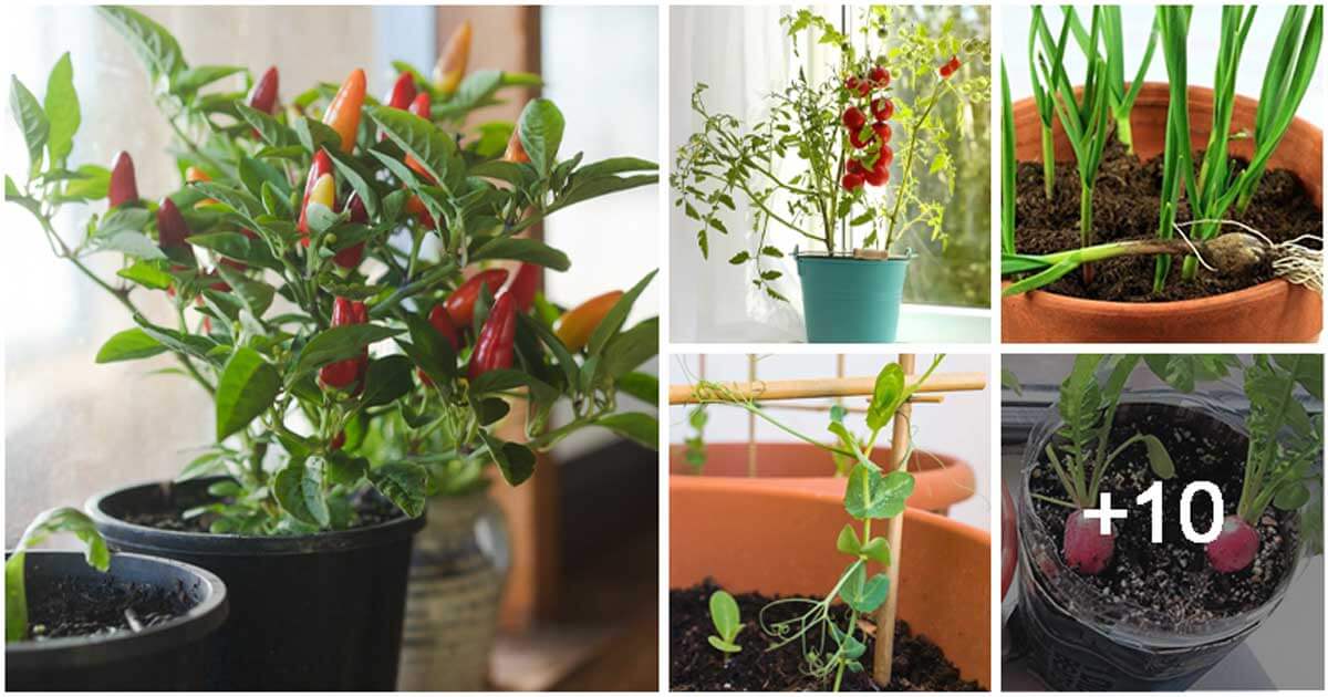 15 Best Vegetables for an Indoor Garden