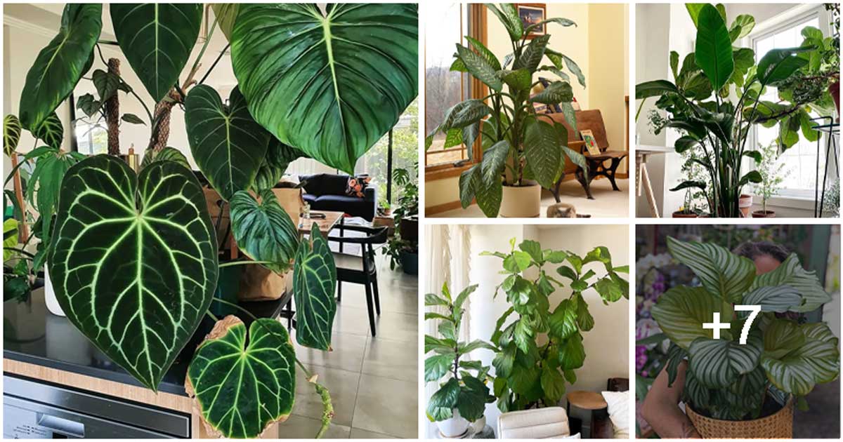 12 Best Houseplants with Big Leaves That Will Help Add Stylish to Your Home