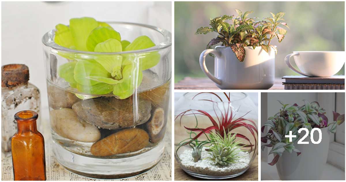 24 Best Houseplants That Help Save Your Desk Space