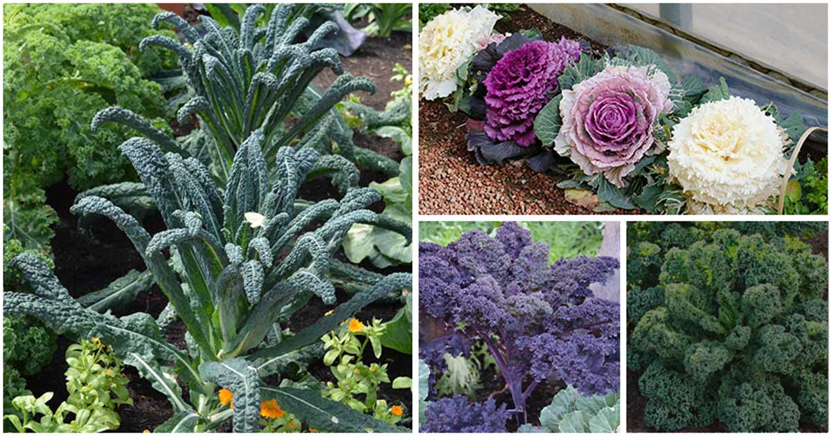 9 Best Kale Varieties to Add to Your Healthy Leafy Green Vegetable Garden