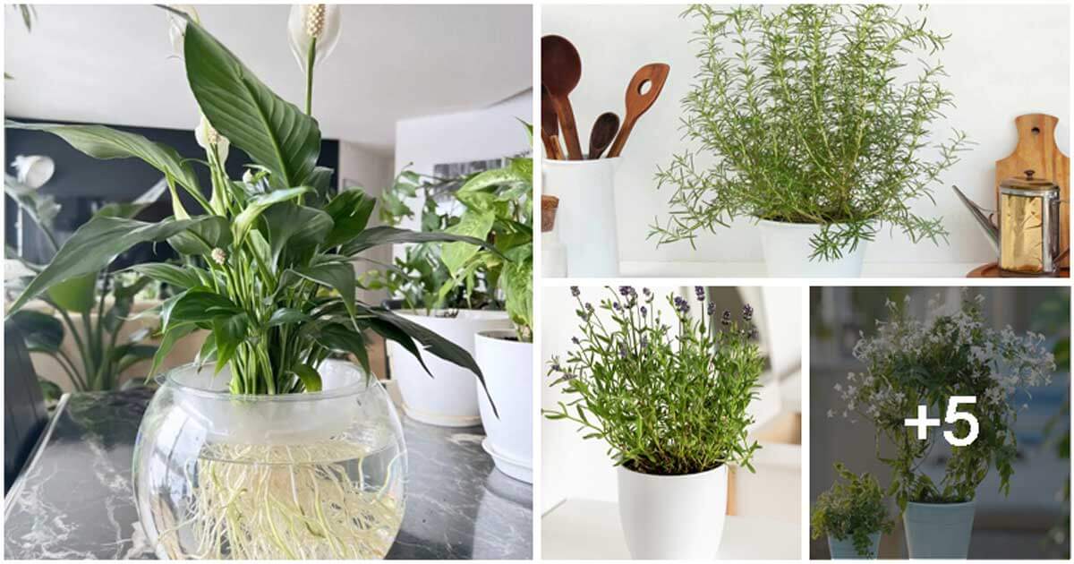 9 Best Houseplants for Lifting Your Spirits