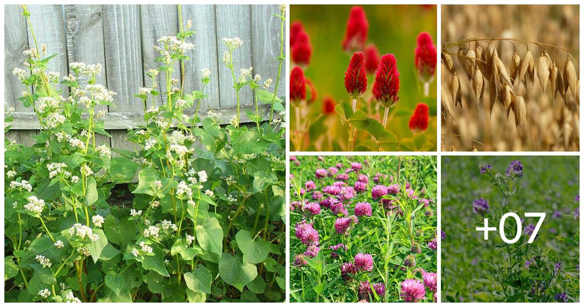 12 Typical Plants Used To Boost Soil Fertility