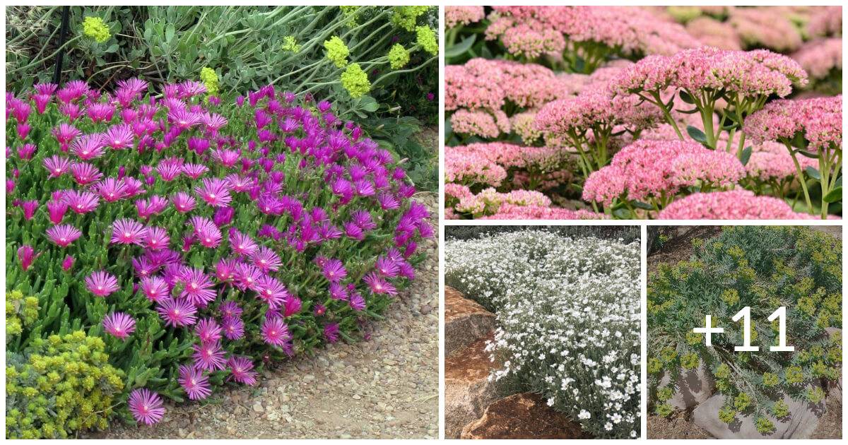 15 Best Plants For Rock Gardens