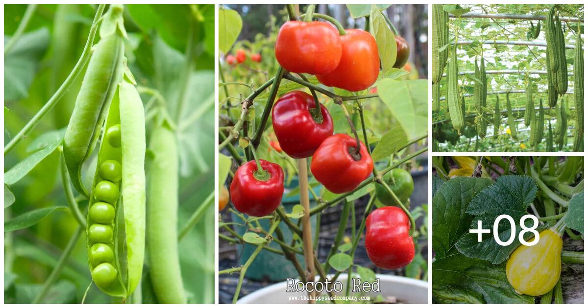 12 Best Plants That Tolerate Living On Small Trellis