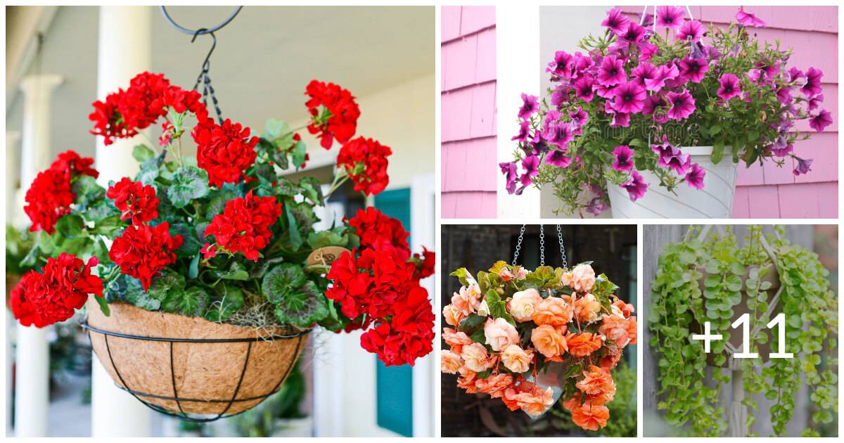 20 Beautiful Plants For Hanging Basket
