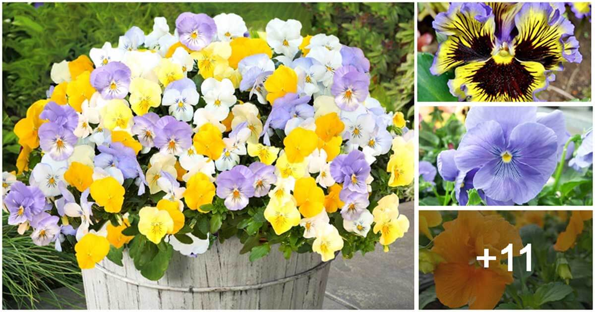 15 Pretty Pansy Varieties That Will Color Your Landscape