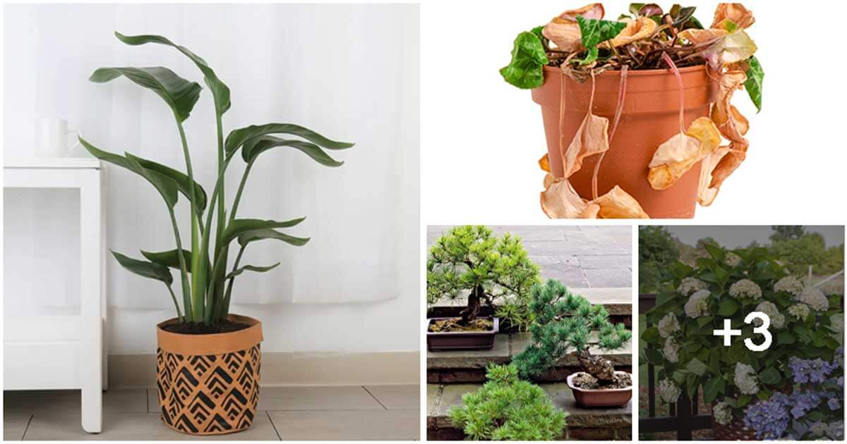 Plants That You Should Not Keep Your Indoor Space to Avoid Unluckily