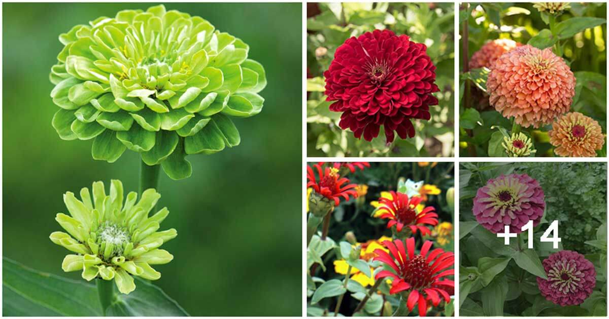 Best Zinnia Types to Grow In Your Garden