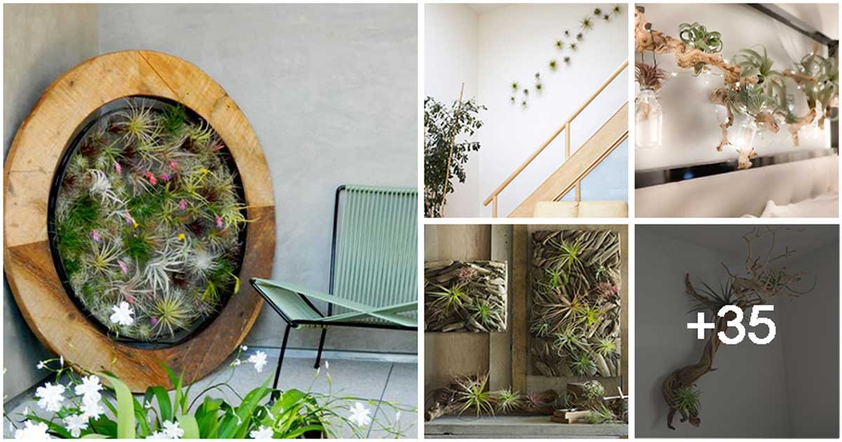 40 Beautiful Mini Garden Air Plant Ideas to Decorate Your Home