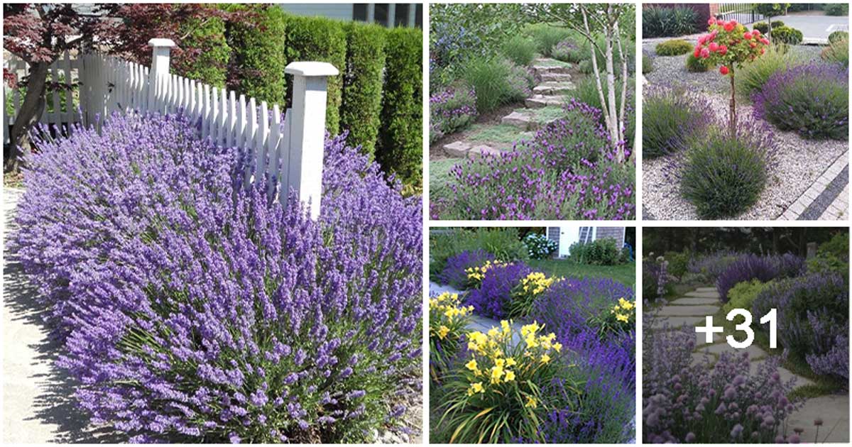 36 Eye-catching Landscaping Inspirations with Lavenders