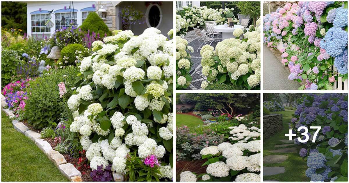 42 Dreamy Hydrangea Gardens to Liven Up Your Outdoor Spaces