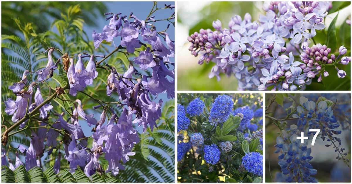 11 Best Beautiful Trees That Produce Blue Flowers