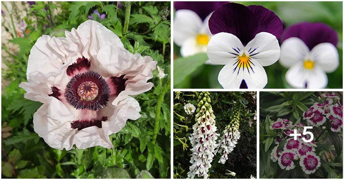 10 Beautiful White Flowers With Striking Purple Centers