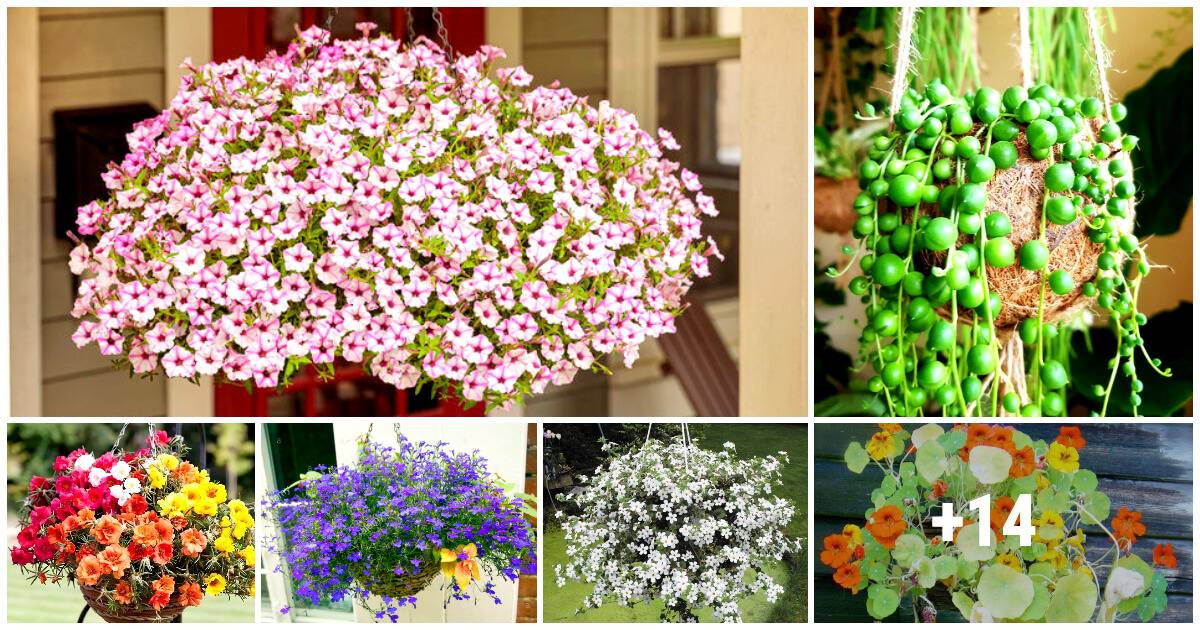 21 Exquisite Hanging Basket Plant Ideas For Every Setting