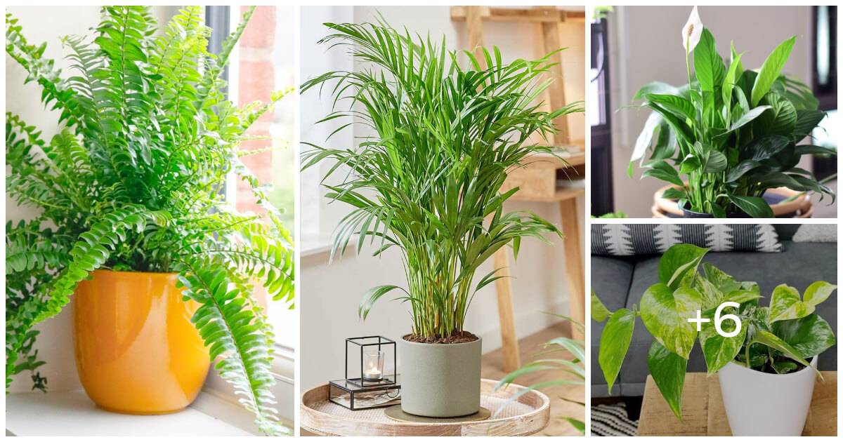 10 Houseplants That Oxygenate And Purify Your Home