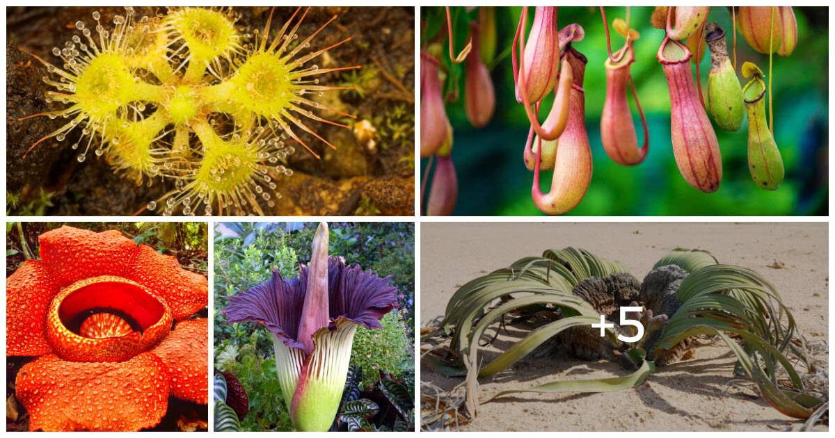 10 Peculiar Plants With Unusual Foliage