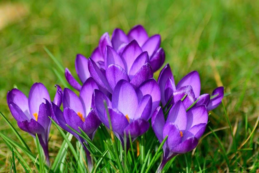 How To Grow And Enjoy Colorful Crocuses - 65