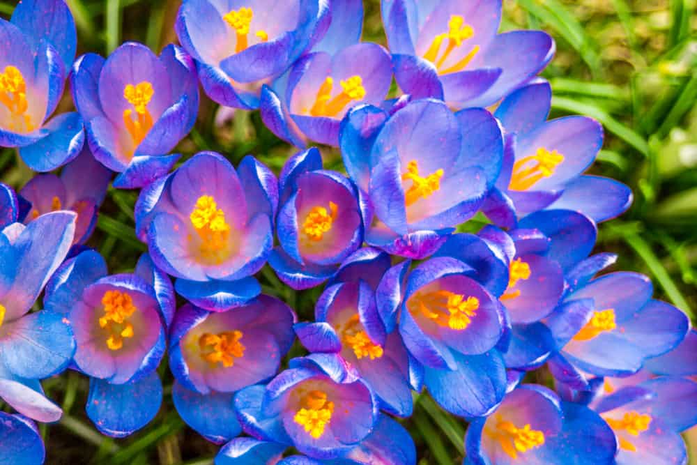 How To Grow And Enjoy Colorful Crocuses - 83