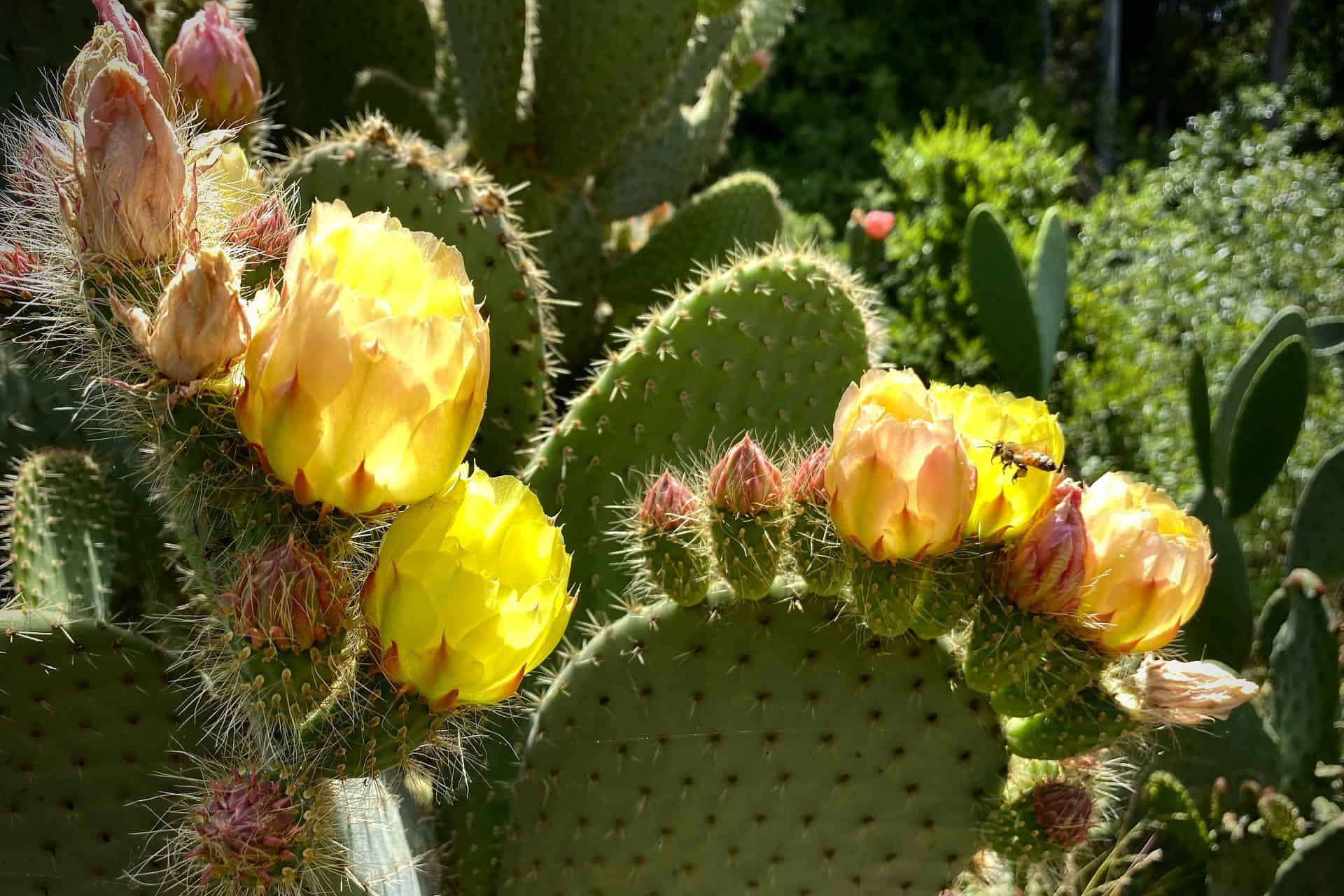 20 Pictures Celebrating The Beauty Of Cactus Flowers