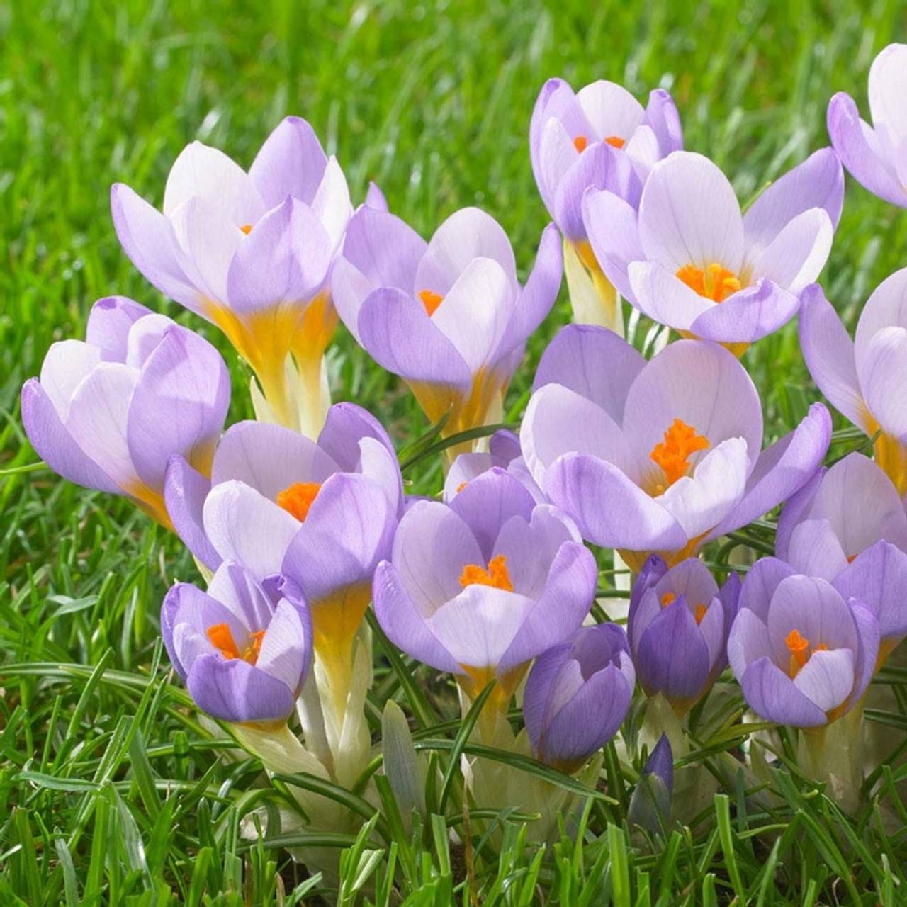 How To Grow And Enjoy Colorful Crocuses - 67