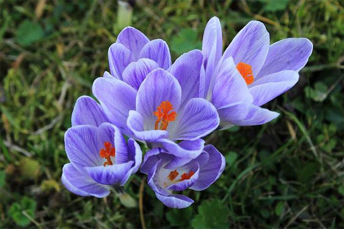 How To Grow And Enjoy Colorful Crocuses - 69