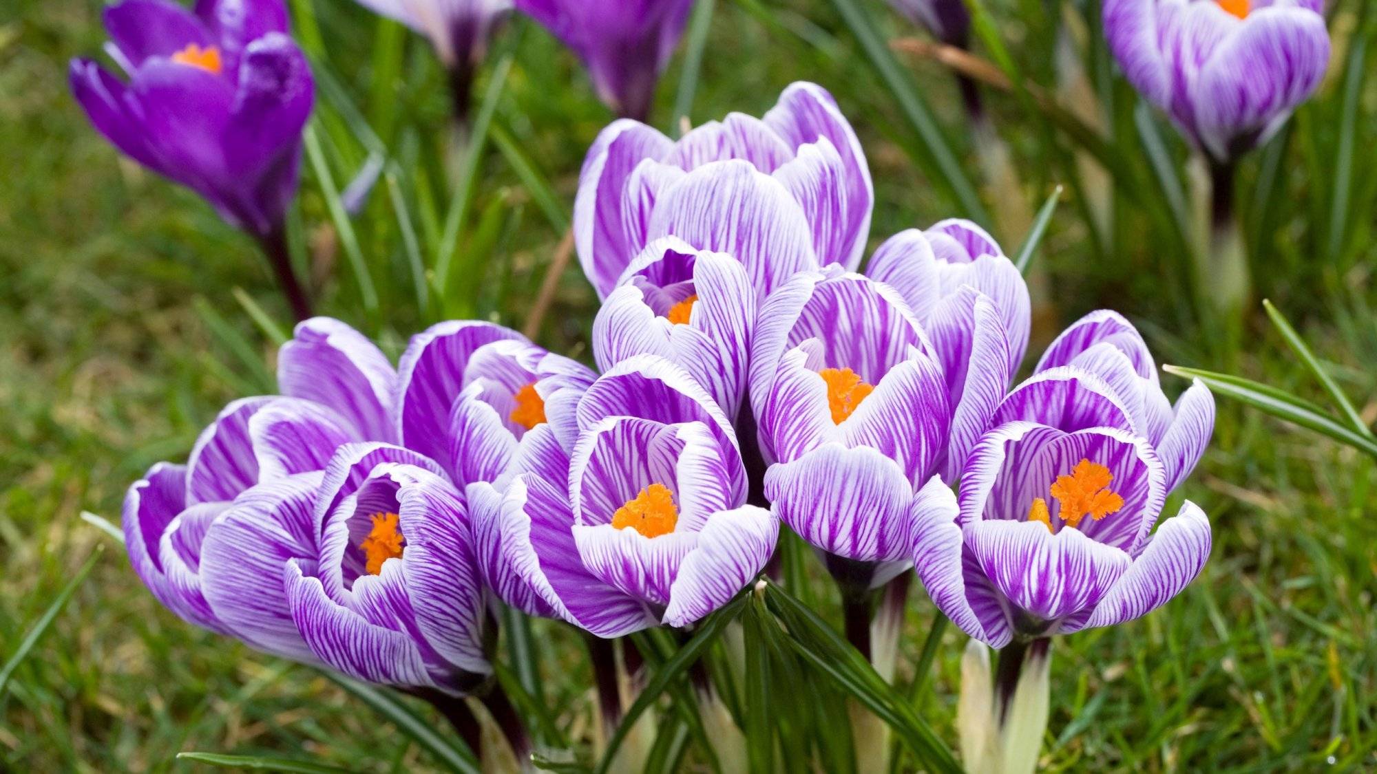 How To Grow And Enjoy Colorful Crocuses - 71