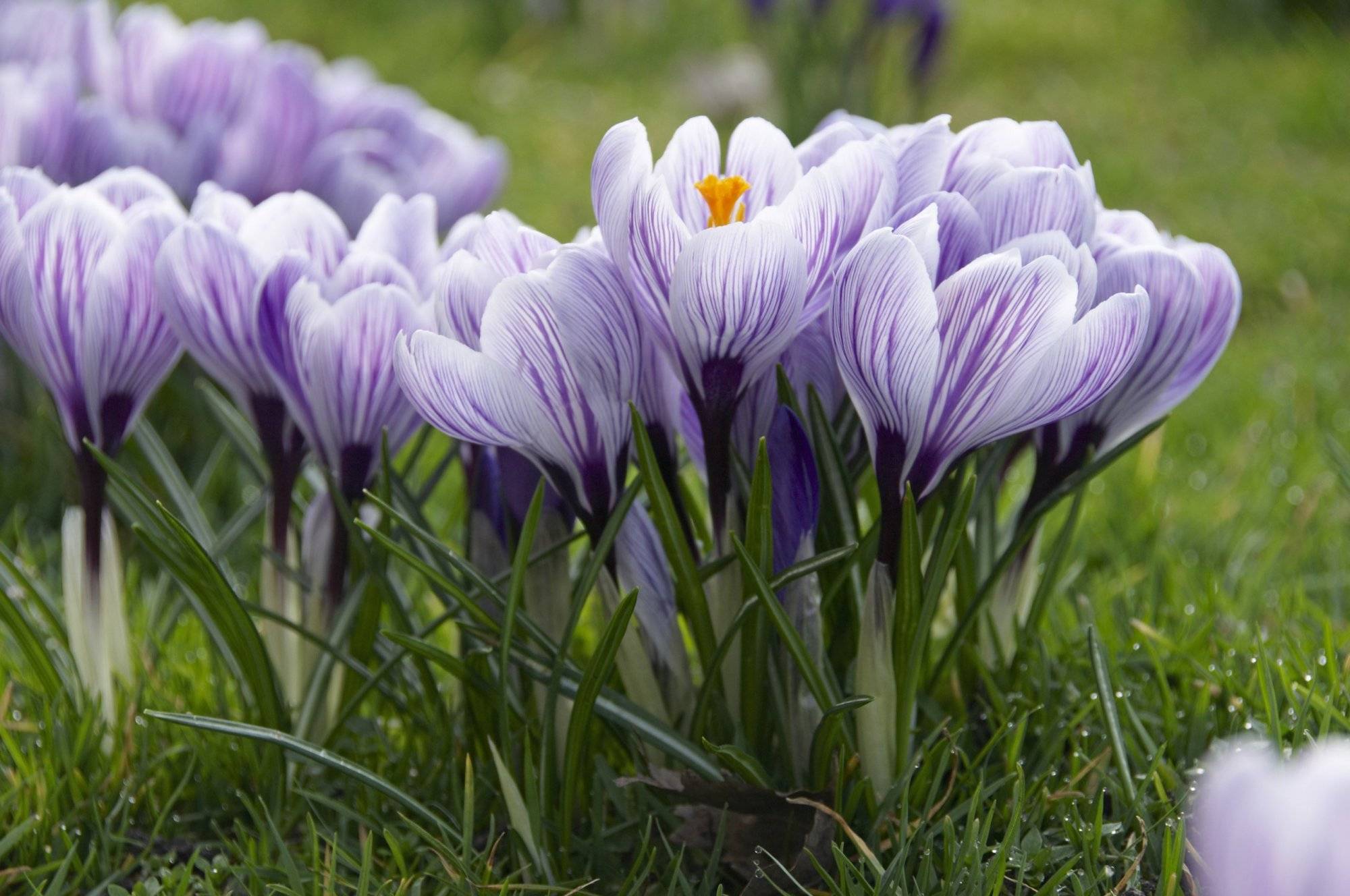 How To Grow And Enjoy Colorful Crocuses - 73