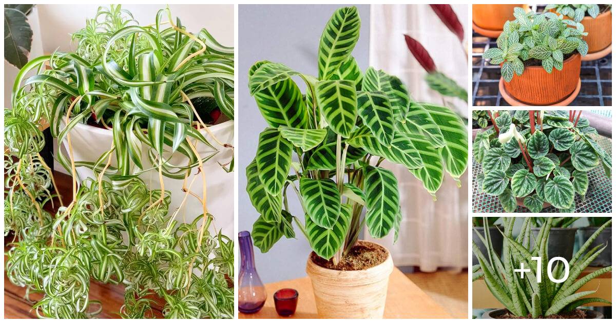 15 Unique Zebra Print Indoor Plants For Plant Lovers