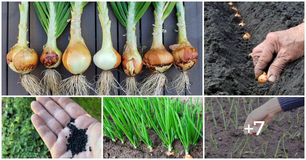 Unlocking The Secrets Of Growing Onions From Seeds