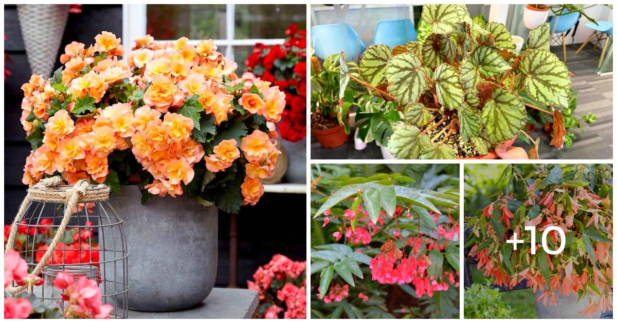 14 Mesmerizing Weeping Begonia Varieties For Serene Spaces