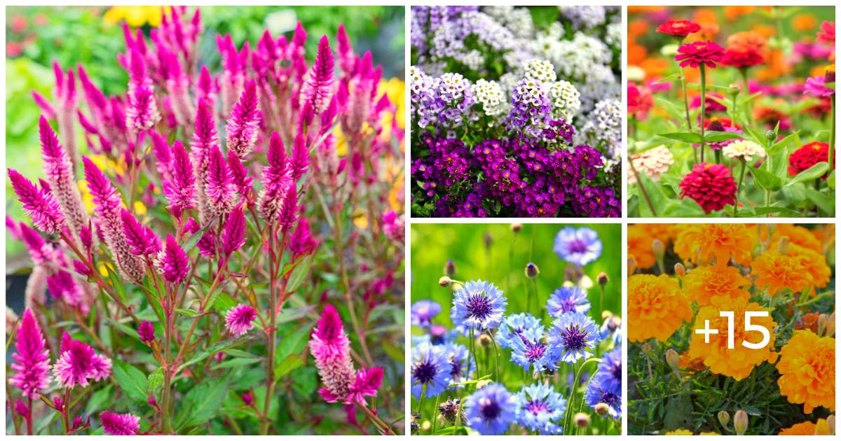 20 Annual Flowers That Keep Blooming All Summer