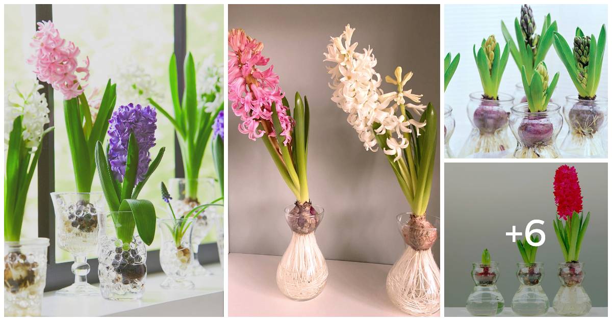 Step-By-Step Instructions For Growing Hyacinth Bulbs In Water