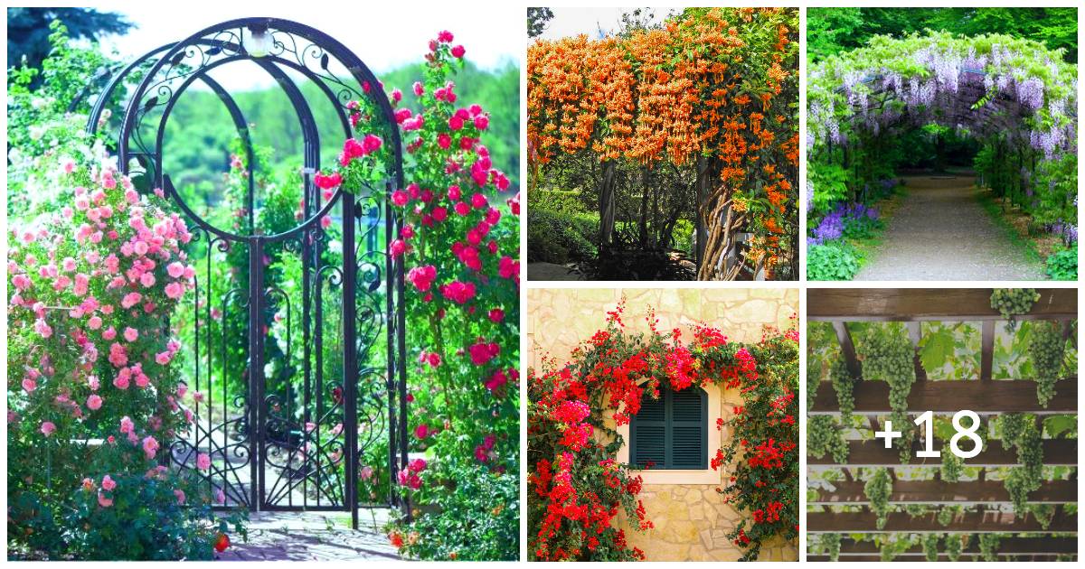 Nature's Umbrella 23 Vine Patio Ideas For Natural Shade