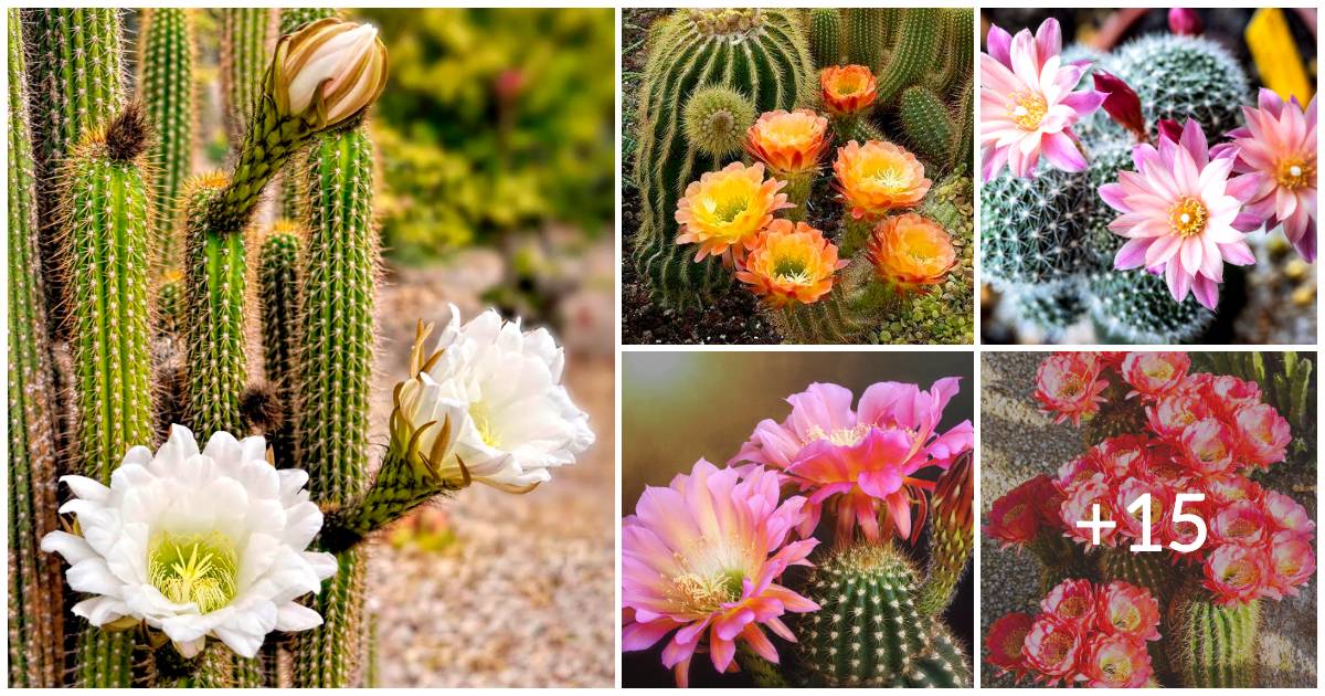 20 Pictures Celebrating The Beauty Of Cactus Flowers