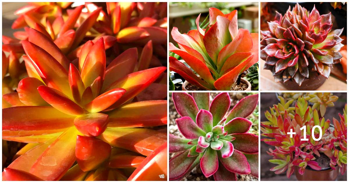 15 Stunning Succulents In Shades Of Red