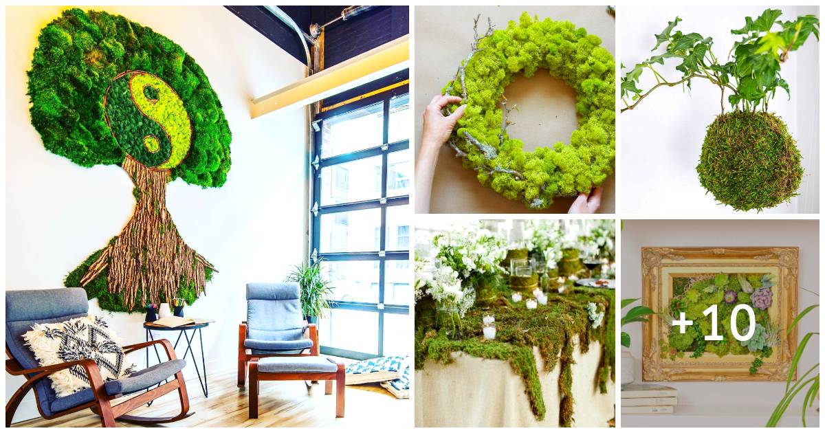 15 Captivating Indoor Moss Garden Ideas