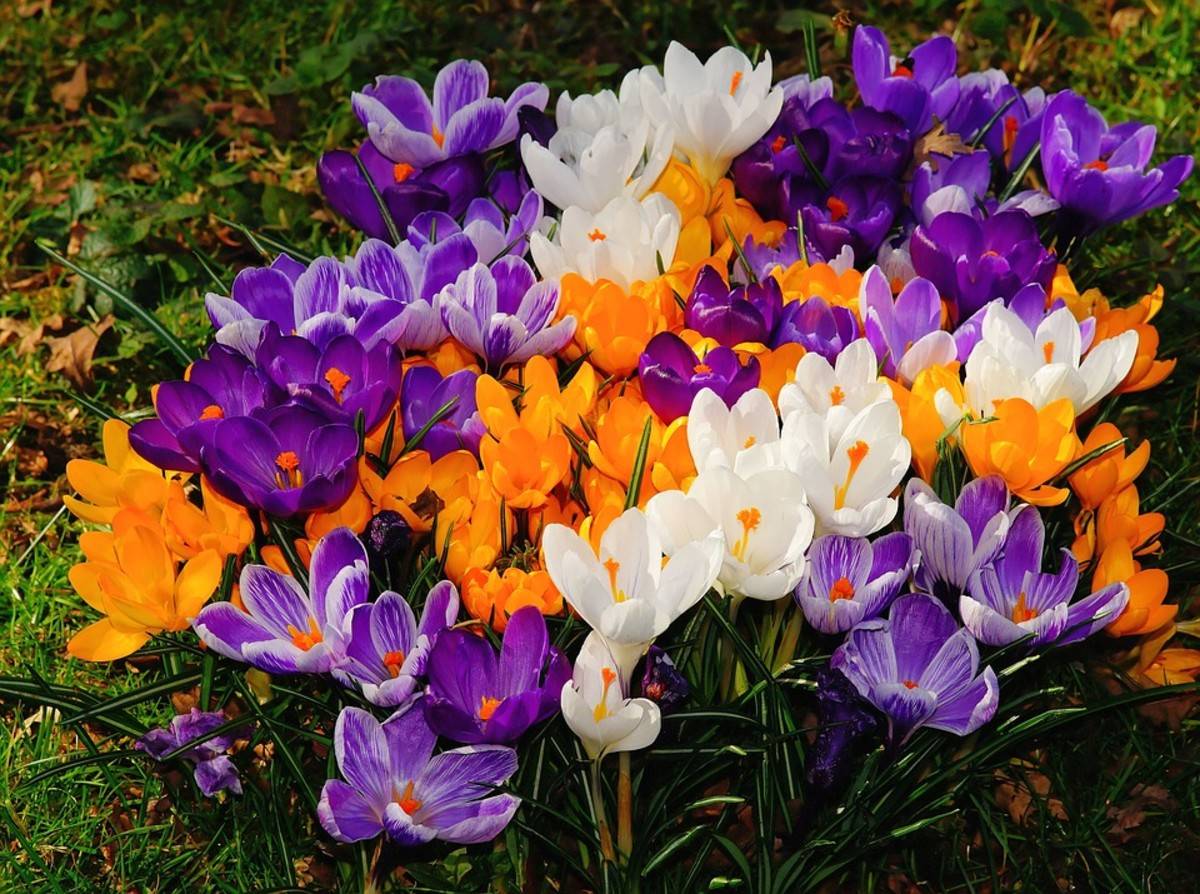 How To Grow And Enjoy Colorful Crocuses - 75