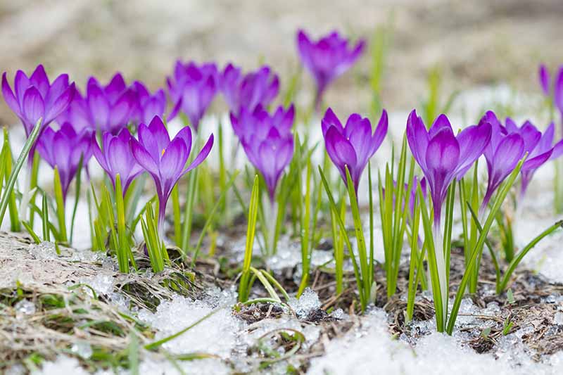 How To Grow And Enjoy Colorful Crocuses - 77